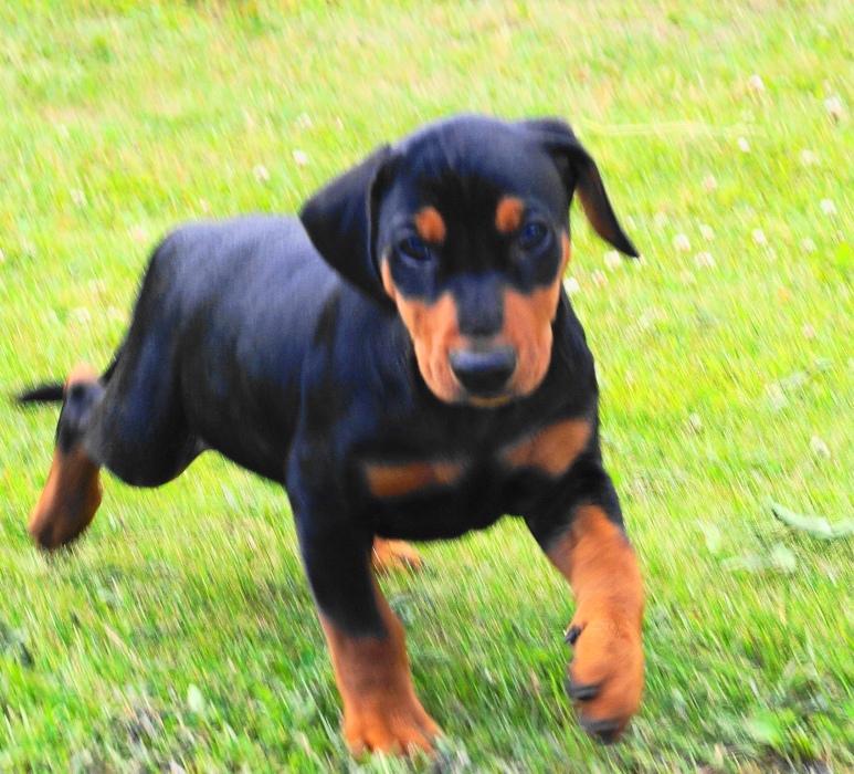 Pinscher * Xélanc Young Yarrow 7 veckor
